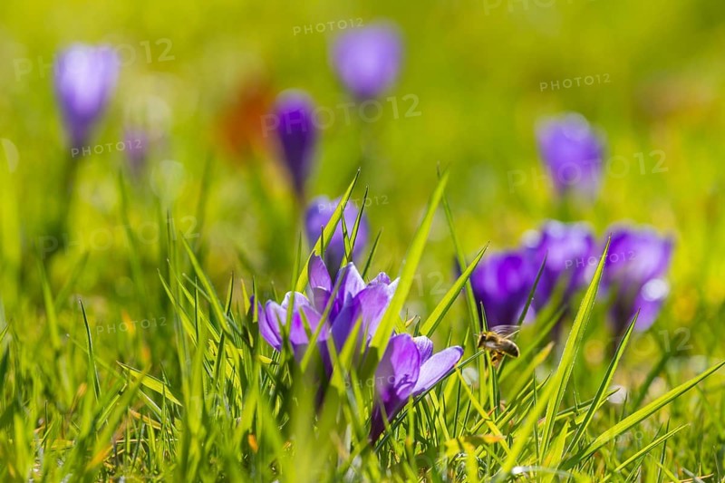 Spring bloomers in Pillnitz Palace Park, Dresden, Saxony, Germany