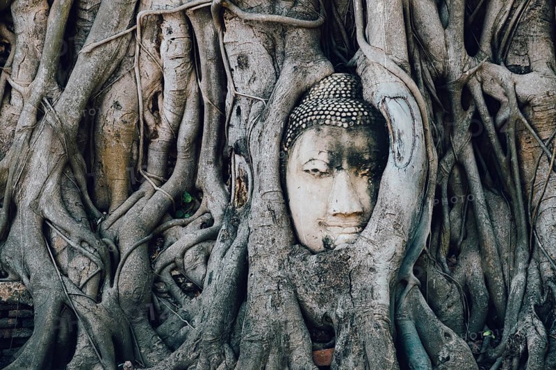 Buddha statue trapped in tree roots at Wat Maha That, Ayutthaya, Thailand
