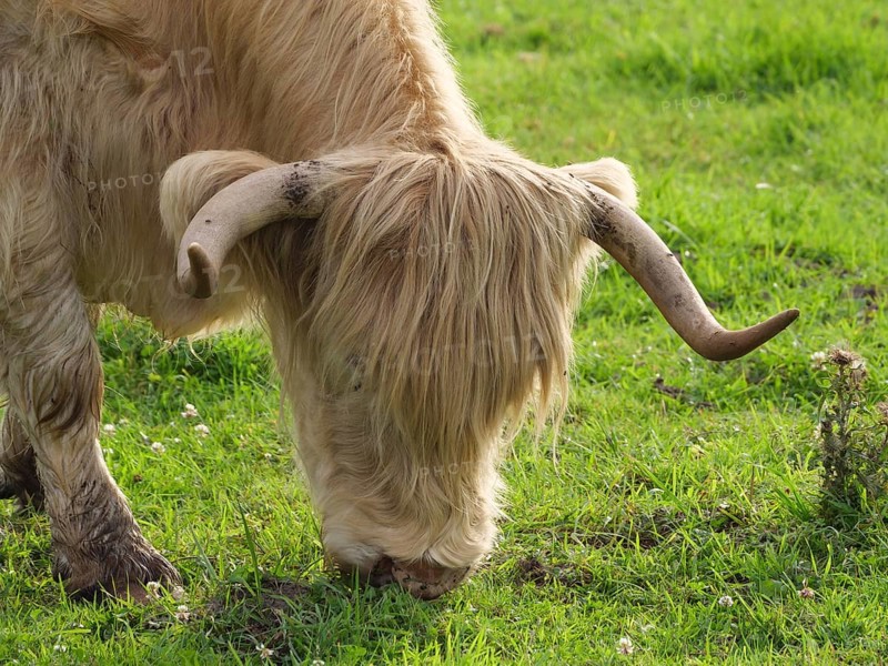 A Highland cow with horns eating grass, velen, münsterland, germany