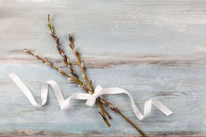 Traditional easter background. Pussy willow branch with ribbon on blue wooden background, top view