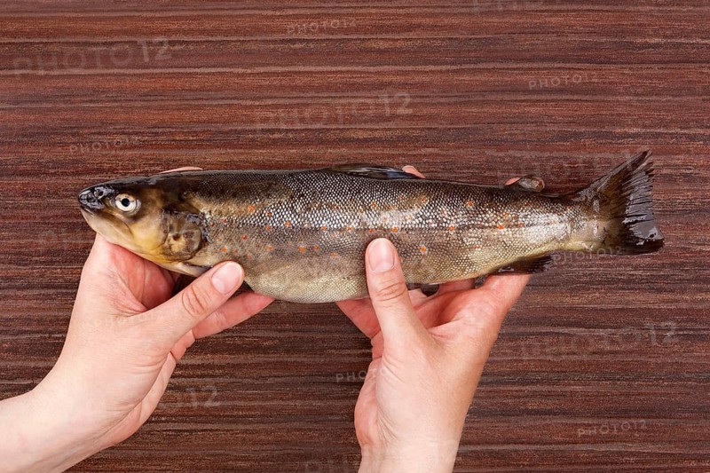 Raw trout fish holding in hands on brown table from above. Culinary seafood eating
