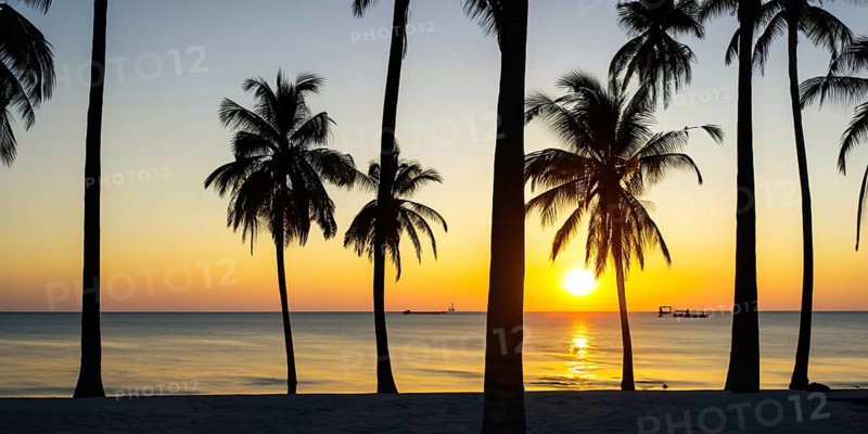 Nature's beauty shines as the sun sets behind the striking palm tree silhouettes