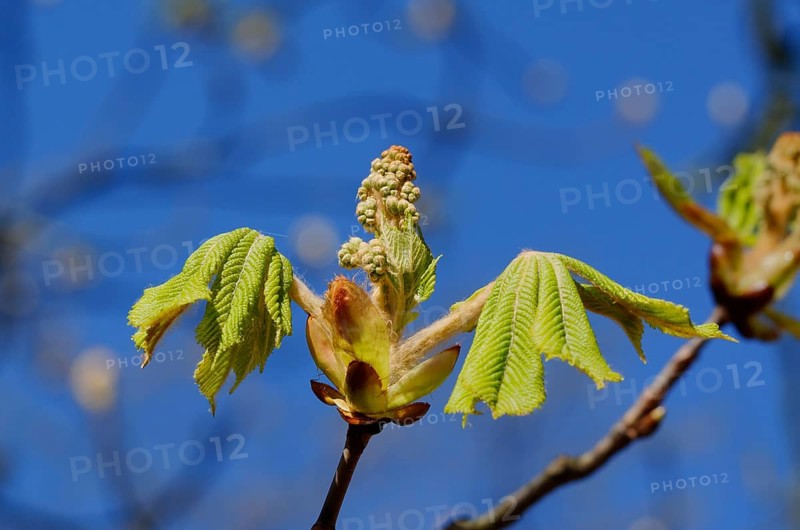 An open chestnut bud with young leaves in spring against a blue sky
