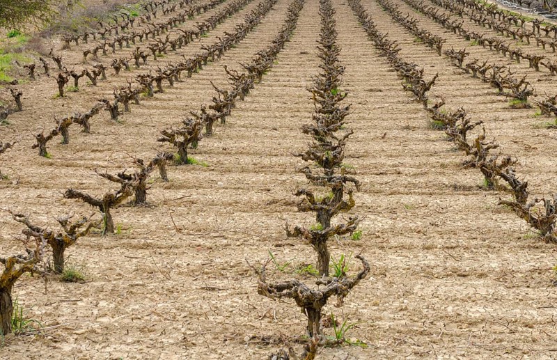 Rows of pruned bare grape vines in early spring, prepared for upcoming budding