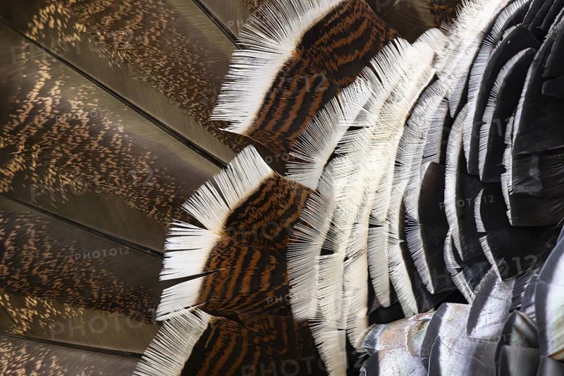 Closeup of brown white feathers of a turkey in Ecopark in Arusha in Tanzania East Africa