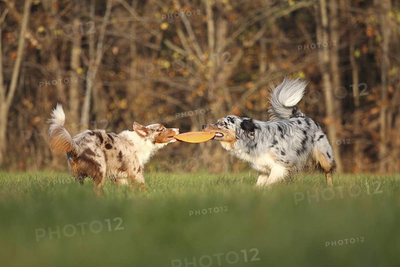 Australian Shepherd