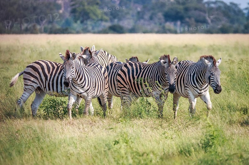A herd of Zebras standing in the grass in the Chobe National Park, Botswana