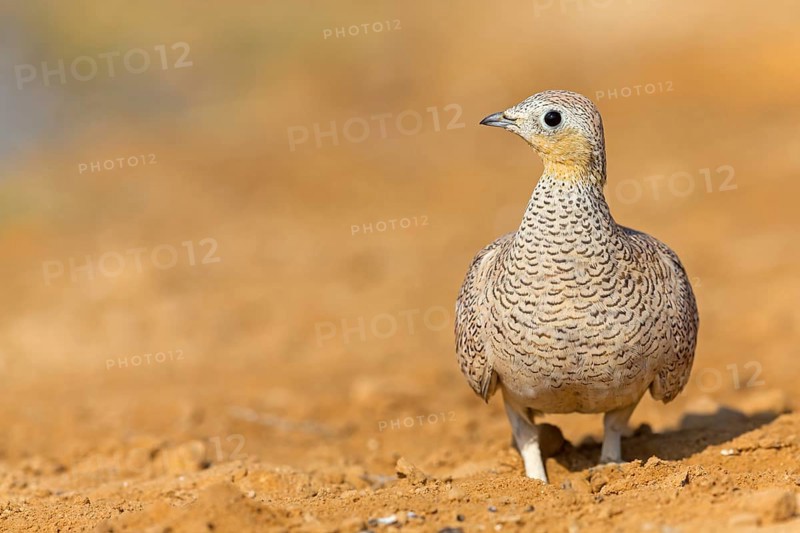 Crowned flying fowl, (Pterocles coronatus), North America, Middle East, family of flying fowl, chicken bird, Celias Waterhole, Ezuz, HaDarom, Israel