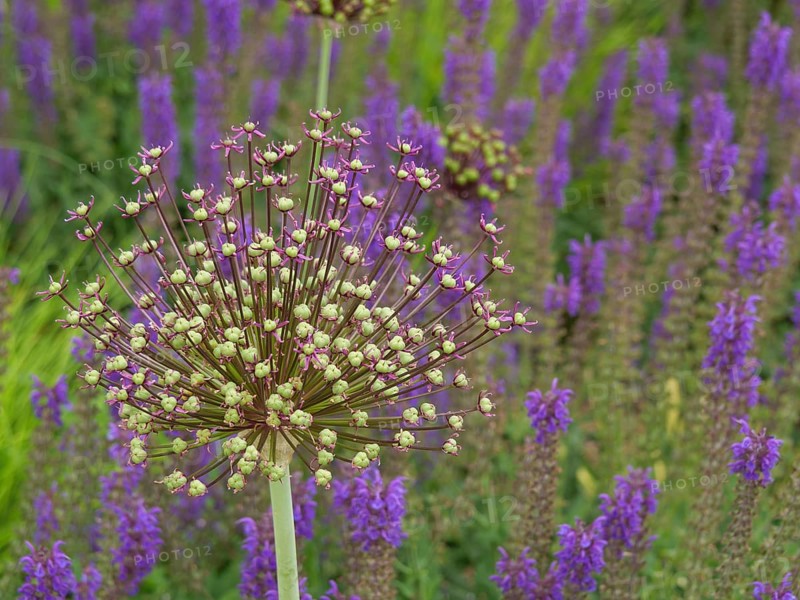 Close-up of an inflorescence of allium surrounded by lavender with intense purple colours, Steinfurt, North Rhine-Westphalia, Germany
