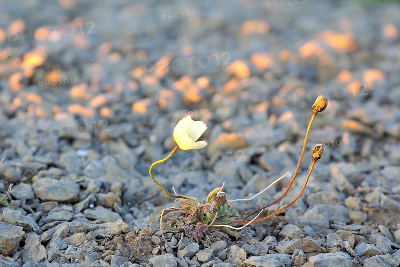 Arctic poppy with yellow petals photographed backlit. Arctic desert Novaya Zemlya archipelago