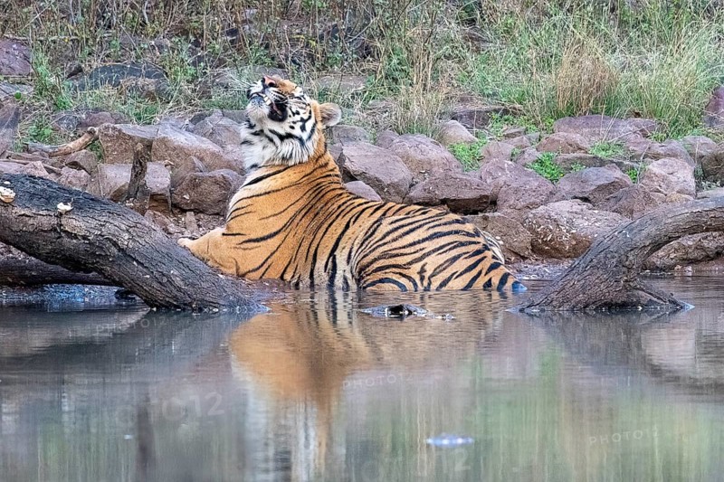 Tiger (Panthera tigris), Bengal tiger or Indian tiger, big cat (Pantherinae), carnivore (Carnivora), critically endangered, in water, reflection, showing teeth, Satpura National Park, Tiger Reserve, Madhya Pradesh, Pachmarhi Biosphere Reserve, India