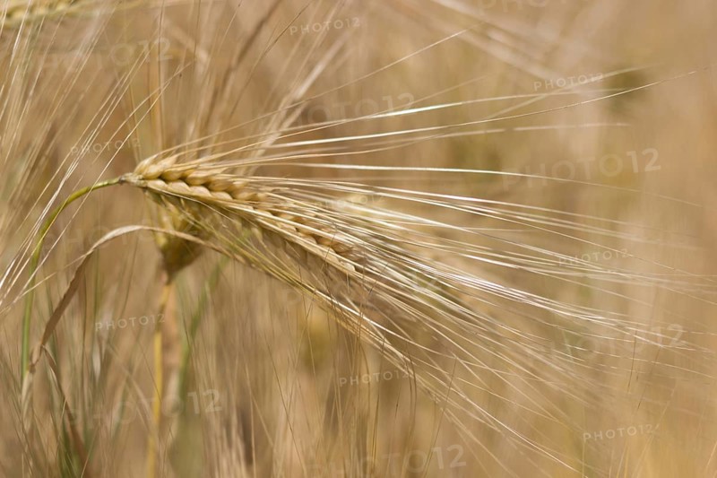 Golden ears of wheat in summer on the field. Wheat Background