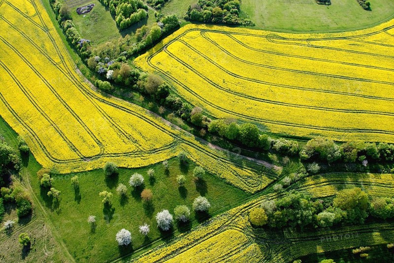 Aerial view of a rape field with fruit trees