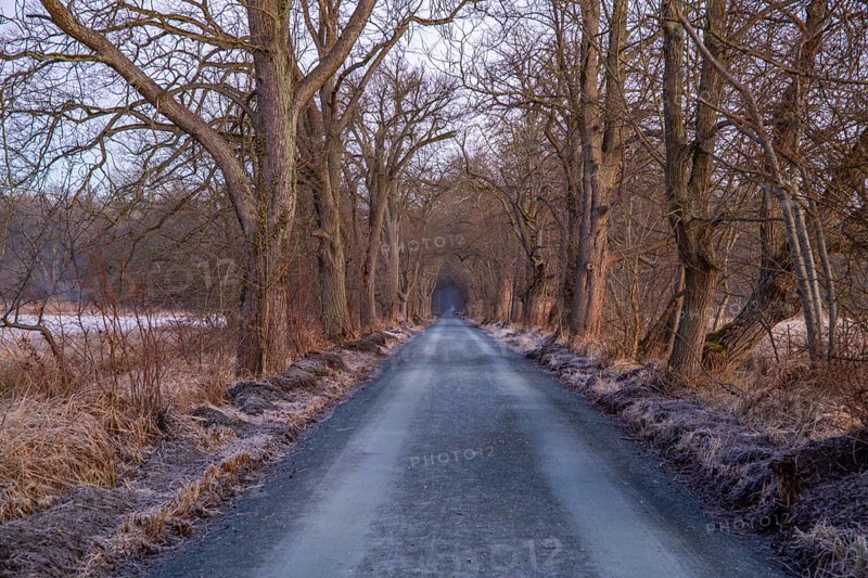 Path through an old avenue. Trees in a winter landscape with ice and frost in a nature reserve. Gravel road or dirt track at sunrise in Mönchbruch, Frankfurt, Germany