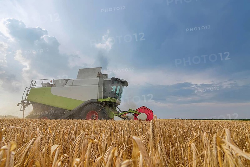 Combine harvesting a wheat field. Combine working the field