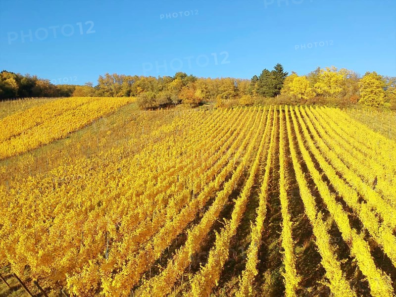 An image of a flight over vineyard Alsace France