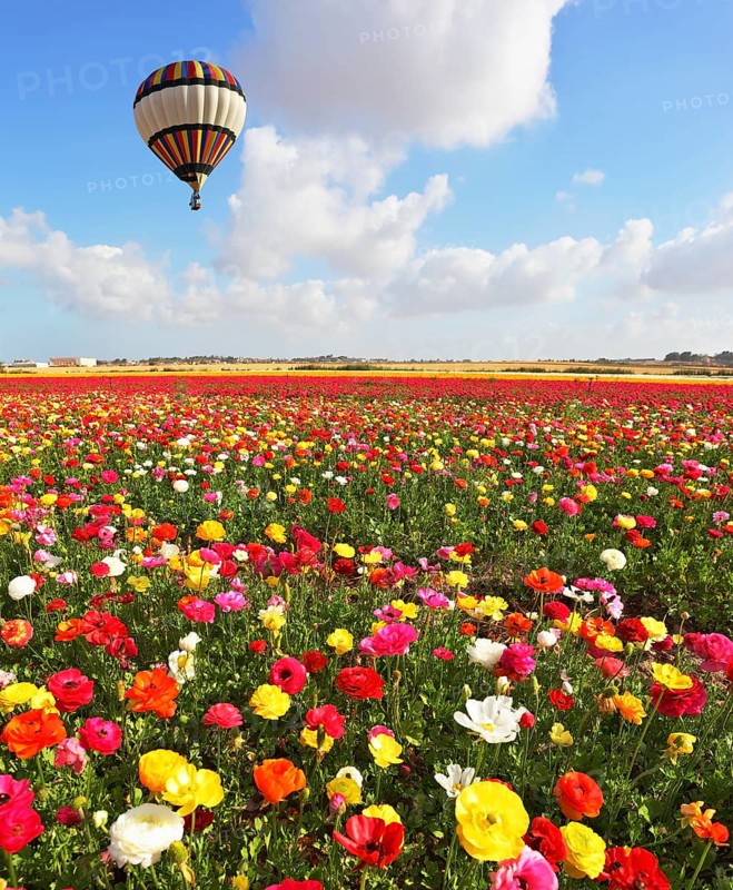 A lot of lovely blooming flowers and shining clouds. Over the blossoming field of flying a balloon