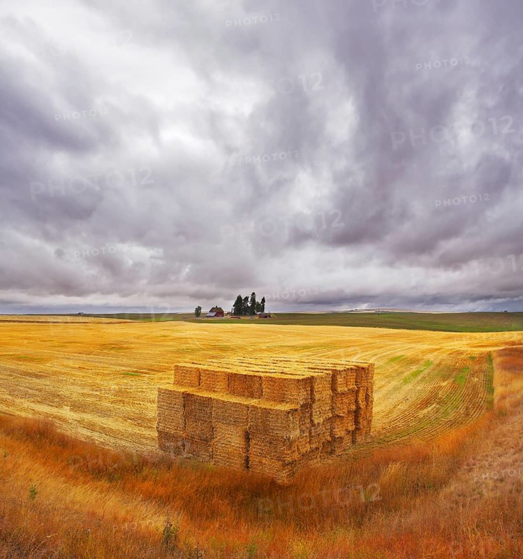 Field and accurately combined stacks of the collected crop