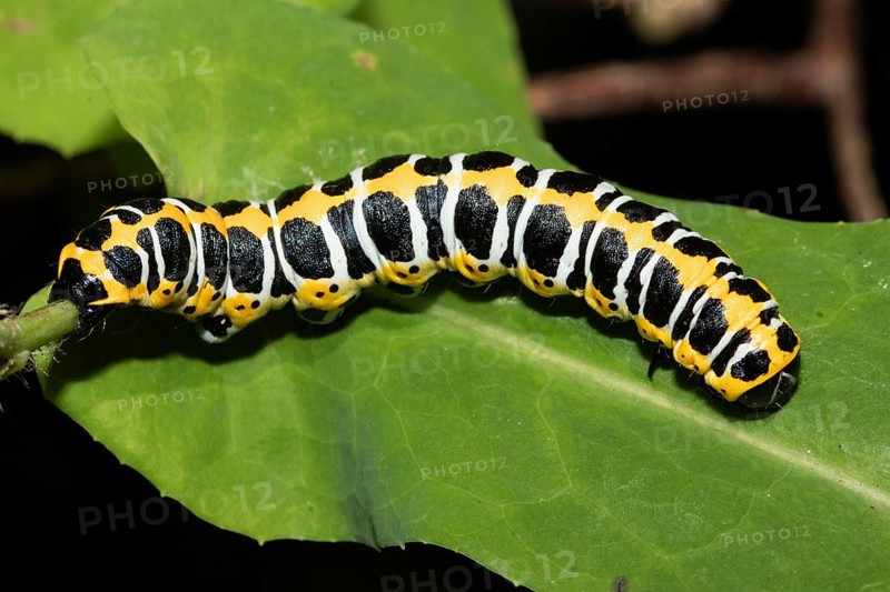 Lettuce monk (Cucullia lactucae)