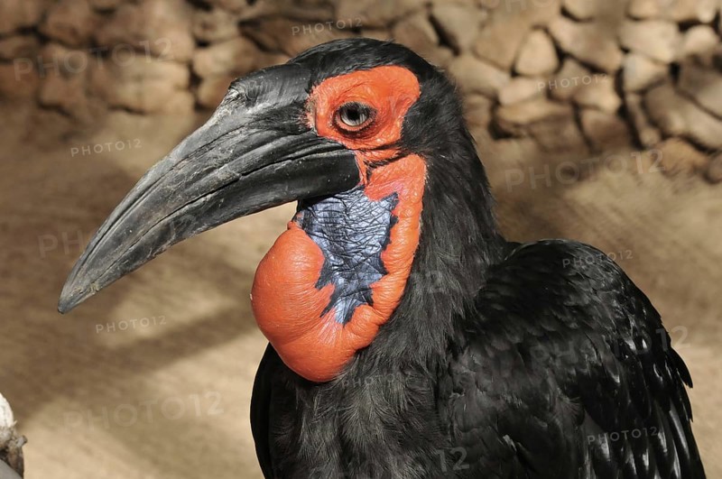 Kaffir Hornbill (Bucorvus leadbeateri)