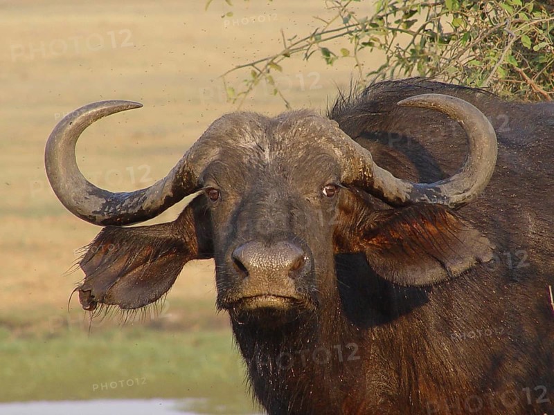 Buffalo, African (Syncerus caffer)