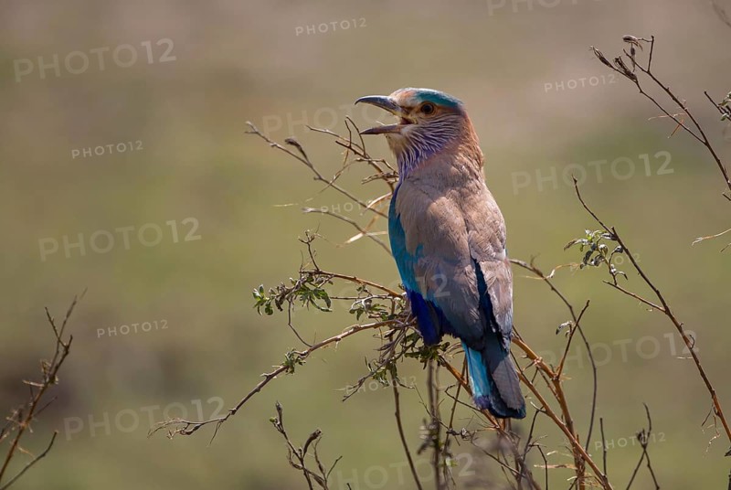 Hindu Roller (Coracias benghalensis)