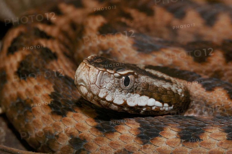 Vipera orlovi (Vipera orlovi)