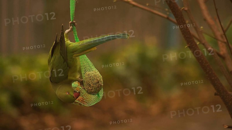 Collared parakeet (psittacula krameri)