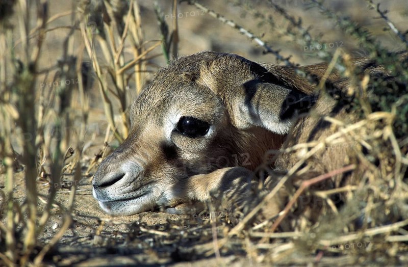Springbok (Antidorcas marsupialis)