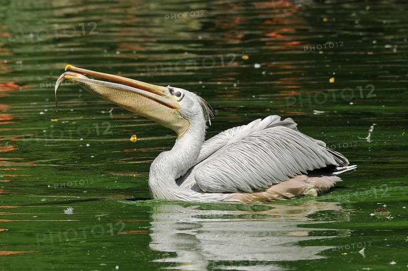 Rufous pelican (Pelecanus rufescens)