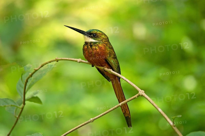 Red-tailed Jacamar (Galbula ruficauda)