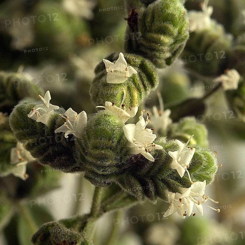 (Origanum majorana)