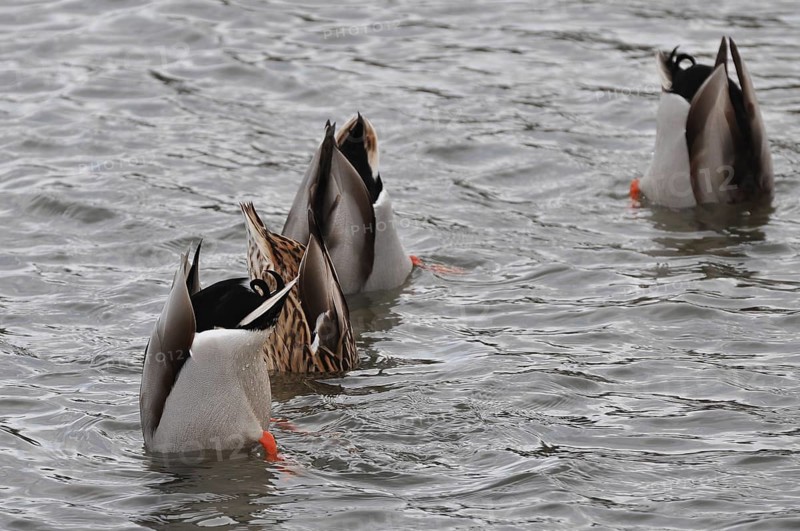 Tail in the air (Anas platyrhynchos)