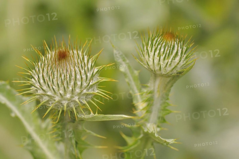 Thistle blossom, close-up, Cotton thistle, Thistle, Cirsium eriophorum, Onopordum acanthium, Cotton Thistle, Cotton thistel