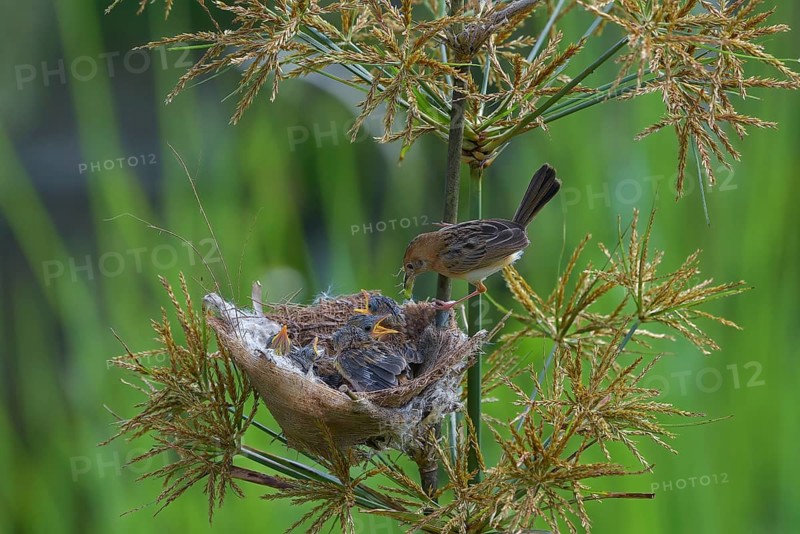 Streaked Fantail Warbler feed their chicks