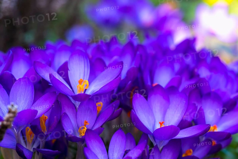 Beautiful springflower crocus in the garden