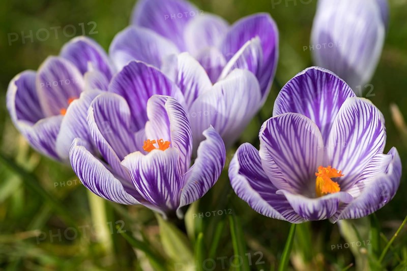 Beautiful springflower crocus in the garden
