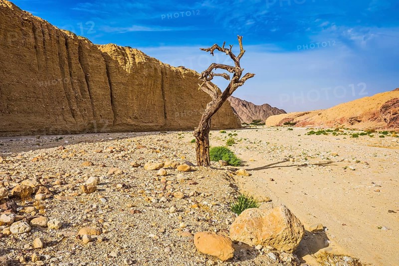 The stone desert in neighborhood of the sea resort of Eilat. Walking route on picturesque Black canyon. Fancifully curved dried tree