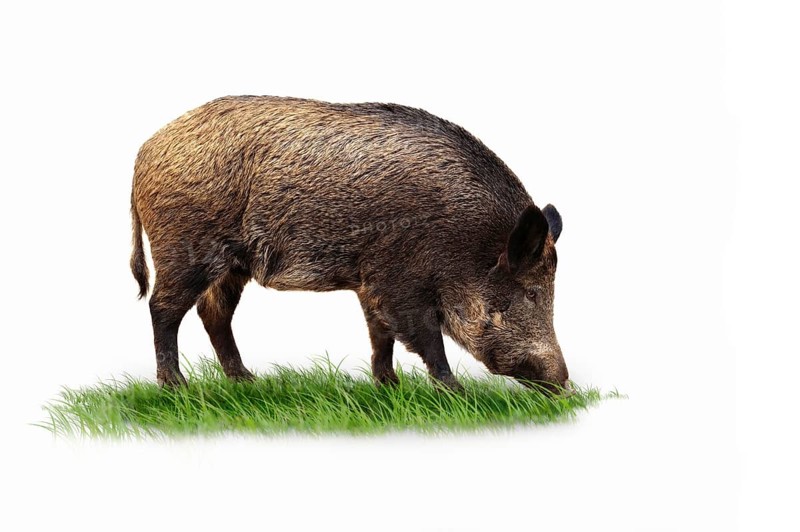 Wild boar