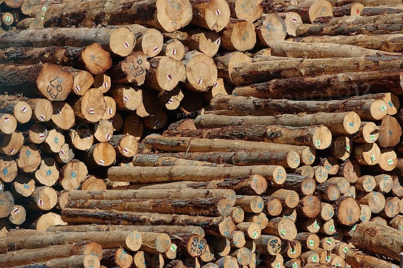 Piles of Pinus radiata logs for export at Port of Lyttleton, South Island, New Zealand