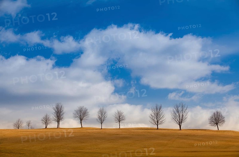 Lonely tree on the empty golf course in autumn