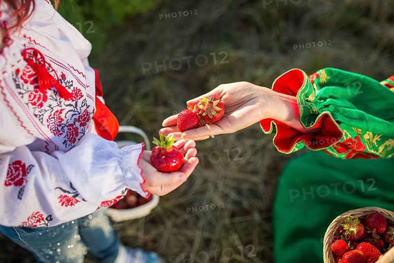 Closeup of woman's hands holding basket with organic garden summer strawberry berries. Healthy lifestyle and healthy eating. Vegetarian snack.fruit and berries
