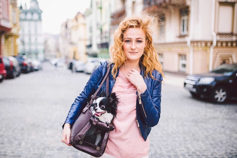 Chihuahua dog carried in pet bag. Cute dog in transparent pet travel carrier. Caucasian woman holding a carrying bag with pet on the street. The owner of small dog travels with a carrier for animals