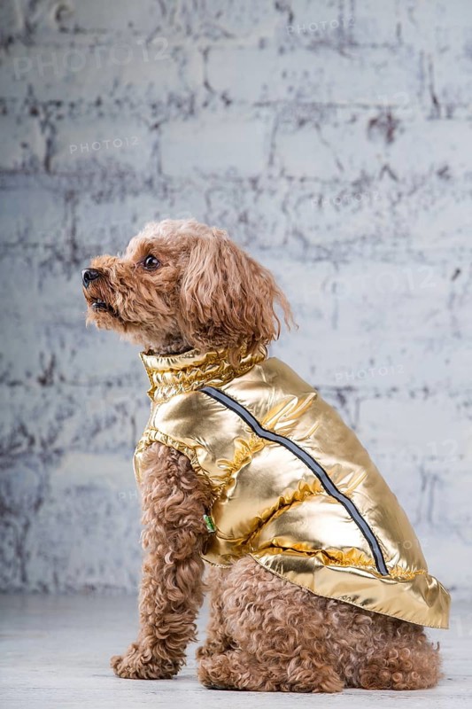 Small funny dog of brown colour with curly hair of toy poodle breed posing in clothes for dogs. Subject accessories and fashionable outfits for pets. Stylish overalls, suit for cold weather for animal