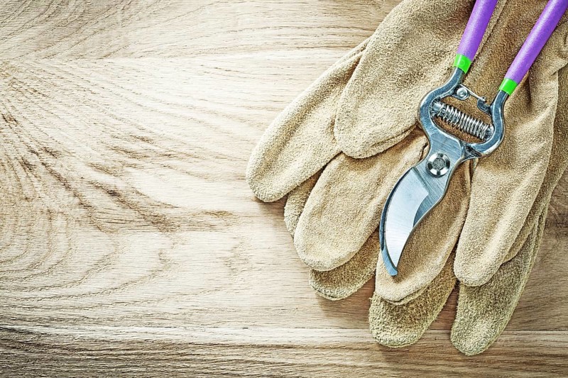Leather safety gloves secateurs on wooden board gardening concept
