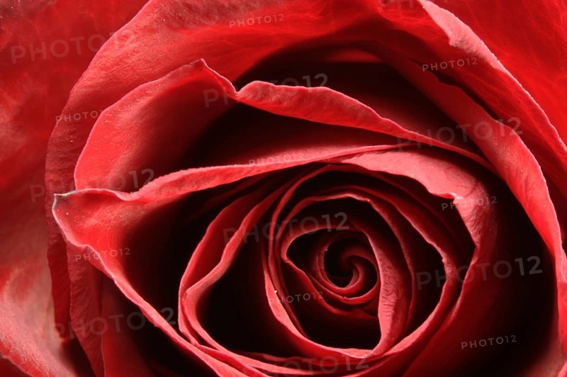 Rose bud on fork