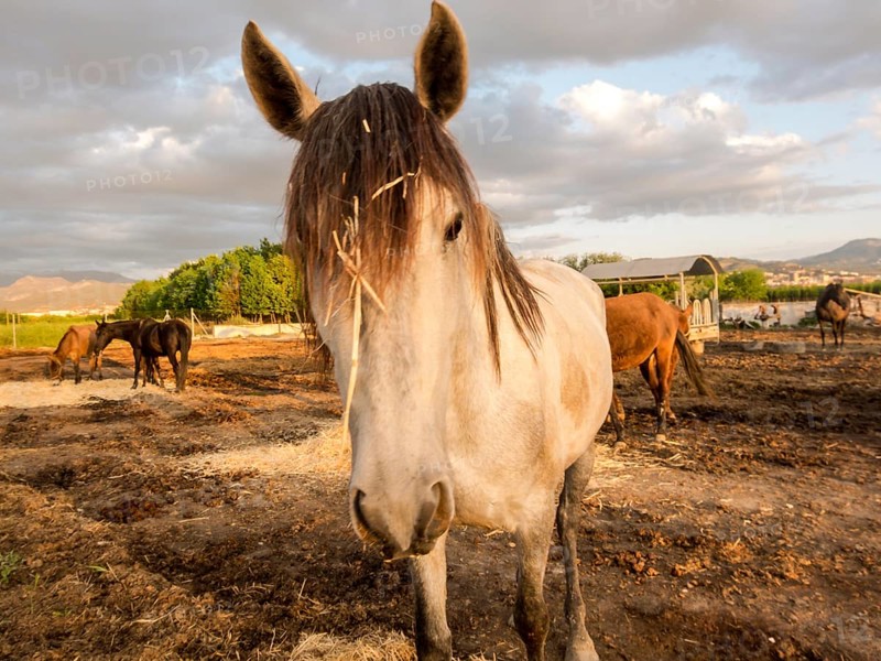 beautiful Horse on a farm