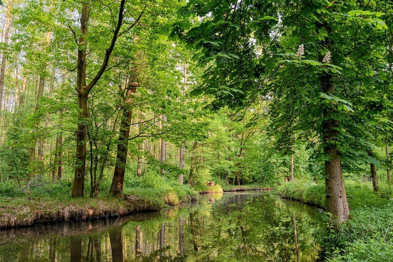 Spreewald
