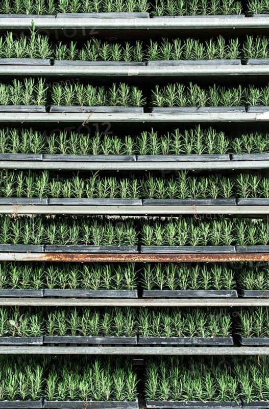 Spice rosemary in a pot on shelf