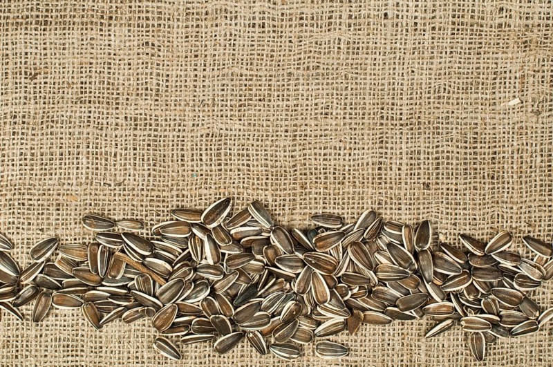 Closeup raw sunflower seeds on burlap. Arranged as border